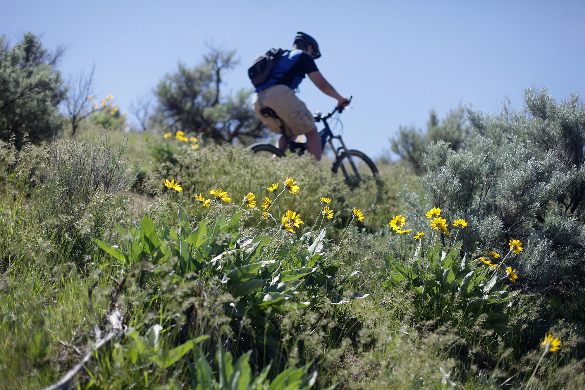 The Ridge to Rivers Trails winds through the Boise Foothills, allowing users views of wildflowers and other seasonal vegitation.